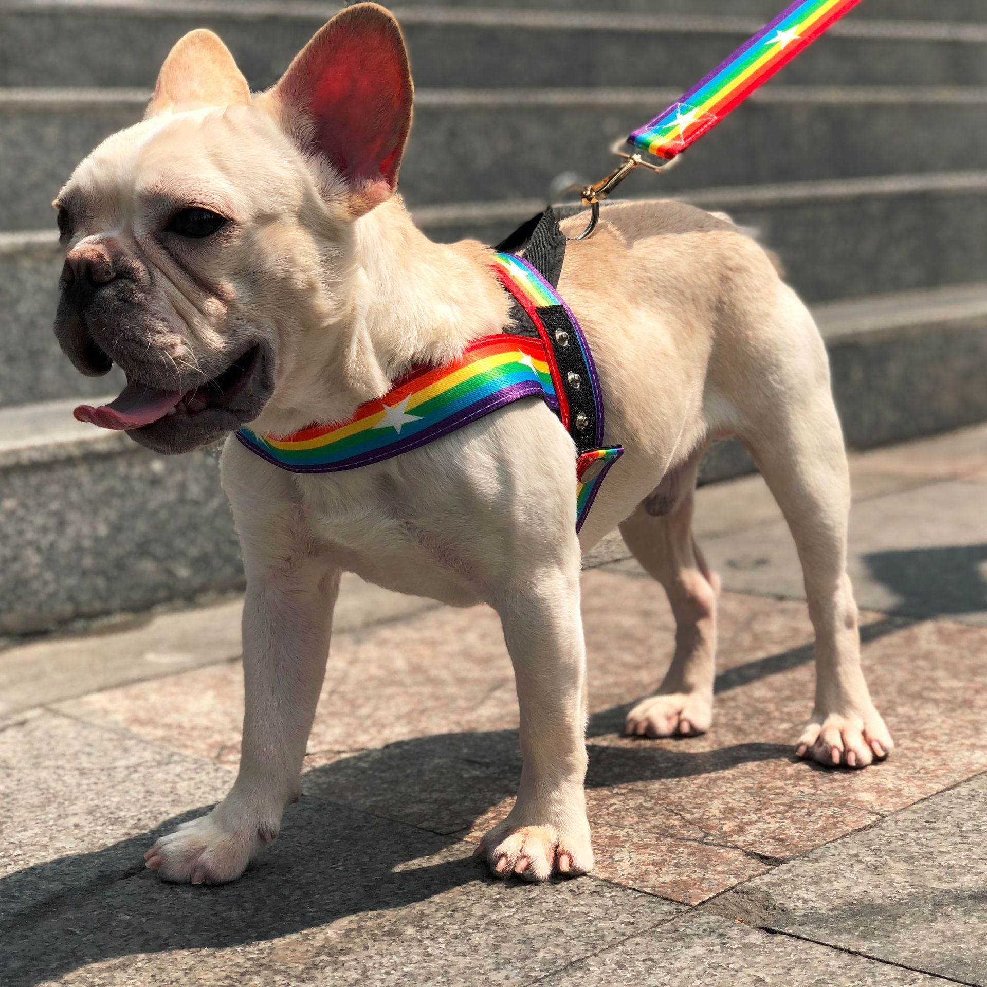 Rainbow Dog Chain Leash For Stylish Outdoor Walks